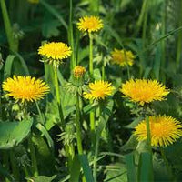 Taraxacum Flower seeds for Planting Cottage Garden Essential Heirloom & GMO Free Seeds for Home Garden 
 
 Sale