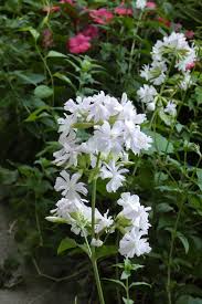 White Fragrant Clove Flower Seeds for Planting Long Bloom Season Heirloom & GMO Free Seeds for Home Garden
 
 Sale