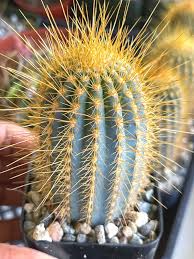 Austrocephalocereus Seeds for Planting | Green Cactus Plant