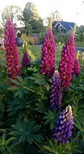 Purple Lupine Flower seeds for Planting - Shade Tolerant, Heirloom & GMO Free Seeds for Home Garden