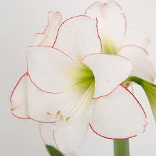 Hippeastrum Rutilum Flower seeds for Planting - Easy to Grow, Heirloom & GMO Free Seeds for Home Garden