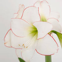 Hippeastrum Rutilum Flower seeds for Planting - Easy to Grow, Heirloom & GMO Free Seeds for Home Garden