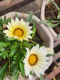Lime Green Gazania Flower Seeds for Planting Cut Flower Favorite Heirloom & GMO Free Seeds for Home Garden
 
 Sale