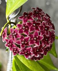 Red Hoya Ball Flower seeds for Planting - Long Bloom Season, Heirloom & GMO Free Seeds for Home Garden