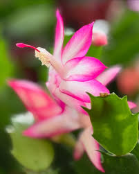 Zygocactus Schlumbergera Seeds - Seed for Thriving Indoor Cacti Growth