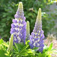 Sky Blue Lupine Flower seeds for Planting - Seasonal Bloomer, Heirloom & GMO Free Seeds for Home Garden