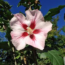 Syriacus Flower Seeds for Planting , Premium Hibiscus Syriacus Seeds