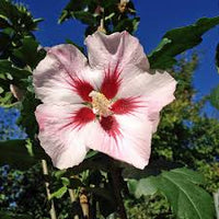 Syriacus Flower Seeds for Planting , Premium Hibiscus Syriacus Seeds