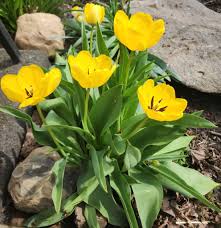 Light Yellow Tulip Flower seeds for Planting - Shade Tolerant, Heirloom & GMO Free Seeds for Home Garden