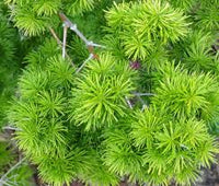 Myriocladus Flower seeds for Planting Drought Tolerant Heirloom & GMO Free Seeds for Home Garden