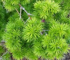 Myriocladus Flower seeds for Planting Drought Tolerant Heirloom & GMO Free Seeds for Home Garden