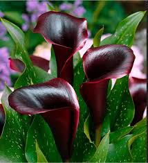 Dark Gray Calla Flower Seeds for Planting Long Bloom Season Heirloom & GMO Free Seeds for Home Garden
 
 Sale