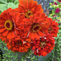 Orange Red Zinnia Flower seeds for Planting Cut Flower Favorite Heirloom & GMO Free Seeds for Home Garden