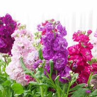 Mixed Matthiola Incana Flower seeds for Planting - Fragrant Blossoms, Heirloom & GMO Free Seeds for Home Garden