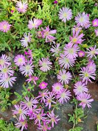 Drosanthemum Hispidum Flower seeds for Planting Wildflower Mix Heirloom & GMO Free Seeds for Home Garden