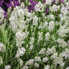 Lavender, Lacy Frills Flower seeds for Planting - Easy to Grow, Heirloom & GMO Free Seeds for Home Garden