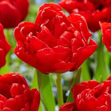 Red Tulip Flower Seeds for Planting Sun Loving Heirloom & GMO Free Seeds for Home Garden
 
 Sale