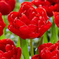 Red Tulip Flower Seeds for Planting Sun Loving Heirloom & GMO Free Seeds for Home Garden
 
 Sale
