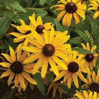 Rudbeckia Flower seeds for Planting Compact Growth Heirloom & GMO Free Seeds for Home Garden