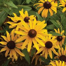 Rudbeckia Flower seeds for Planting Compact Growth Heirloom & GMO Free Seeds for Home Garden