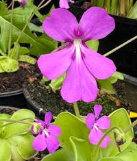 Butterwort Seeds for Planting: Grow Your Own Flower Plants