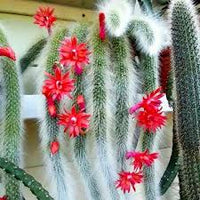Hildewintera Flower seeds for Planting Fragrant Blossoms Heirloom & GMO Free Seeds for Home Garden