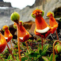 Calceolaria Uniflora Flower seeds for Planting - Cut Flower Favorite, Heirloom & GMO Free Seeds for Home Garden