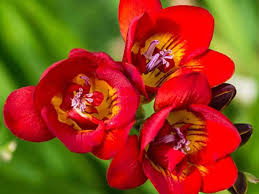 Red Freesias Flower seeds for Planting - Colorful Display, Heirloom & GMO Free Seeds for Home Garden