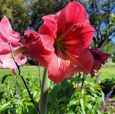 Pink Echte Amaryllis Flower seeds for Planting - Perfect for Borders, Heirloom & GMO Free Seeds for Home Garden