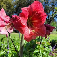 Pink Echte Amaryllis Flower seeds for Planting - Perfect for Borders, Heirloom & GMO Free Seeds for Home Garden
