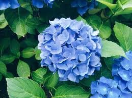 Blue Geranium Pelargonium Flower Seeds for Planting Cut Flower Favorite Heirloom & GMO Free Seeds for Home Garden
 
 Sale