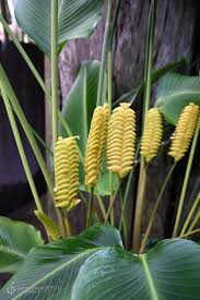 Yellow Calathea Crotalifera Flower seeds for Planting - Sun Loving, Heirloom & GMO Free Seeds for Home Garden
