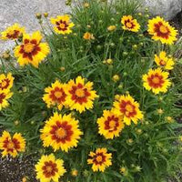 Calliopsis Seeds for Easy Planting | Garden Flower Seeds