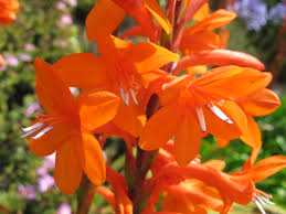 Bugle Lily Watsonia Pillansii Flower Seeds – Heirloom Non-GMO for Garden Planting