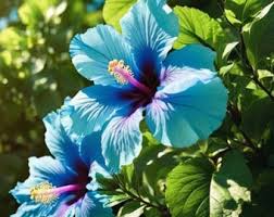 Sky Blue Hibiscus Flower Seeds for Planting Pollinator Friendly Heirloom & GMO Free Seeds for Home Garden
 
 Sale