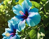 Sky Blue Hibiscus Flower Seeds for Planting Pollinator Friendly Heirloom & GMO Free Seeds for Home Garden
 
 Sale