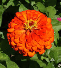 Orange Red Zinnia Flower seeds for Planting Cut Flower Favorite Heirloom & GMO Free Seeds for Home Garden