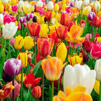 Tulips Flower seeds for Planting - Long Bloom Season, Heirloom & GMO Free Seeds for Home Garden