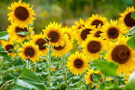 Light Yellow Sunflower Seeds for Planting Premium Quality Heirloom & GMO Free Seeds for Home Garden
 
 Sale