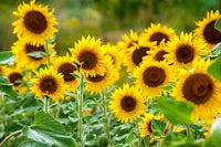 Light Yellow Sunflower Seeds for Planting Premium Quality Heirloom & GMO Free Seeds for Home Garden
 
 Sale