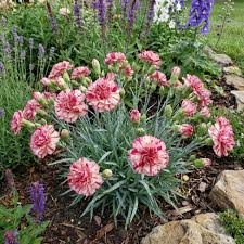 Red White Carnation Flower Seeds Planting