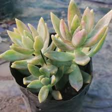 Cream Green Succulent Flower Seeds for Planting Sun Loving Heirloom & GMO Free Seeds for Home Garden
 
 Sale