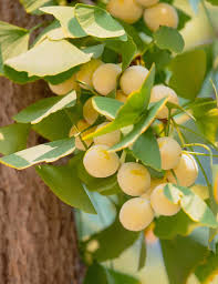 Ginkgo Seeds: Complete Planting Guide for Successful Growth