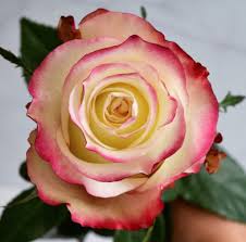 Red Cream Rose Flower seeds for Planting - Colorful Display, Heirloom & GMO Free Seeds for Home Garden