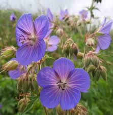 Blue Pelargonium Peltatum Flower Seeds for Planting Seasonal Bloomer Heirloom & GMO Free Seeds for Home Garden
 
 Sale