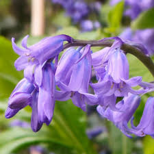 English Bell Flower seeds for Planting Perfect for Borders Heirloom & GMO Free Seeds for Home Garden