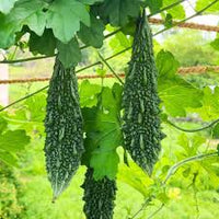 Karela Vegetable Seeds for Easy Planting at Home