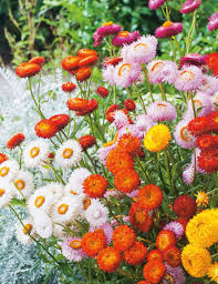 Heirloom StrawFlower seeds for Planting Sun Loving Heirloom & GMO Free Seeds for Home Garden