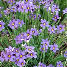 Sisyrinchium Flower seeds for Planting Low Maintenance Heirloom & GMO Free Seeds for Home Garden 
 
 Sale