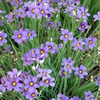 Sisyrinchium Flower seeds for Planting Low Maintenance Heirloom & GMO Free Seeds for Home Garden 
 
 Sale
